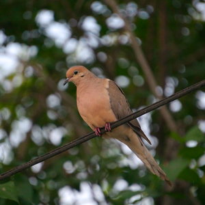 A pigeon perched on a wire in front of a tree