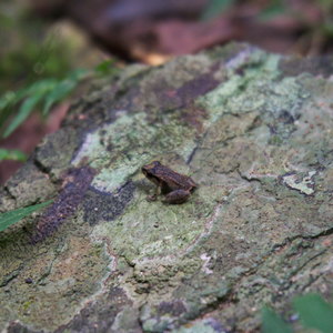 Coquí sentada en una roca cubierta de liquenes verdes y moradas