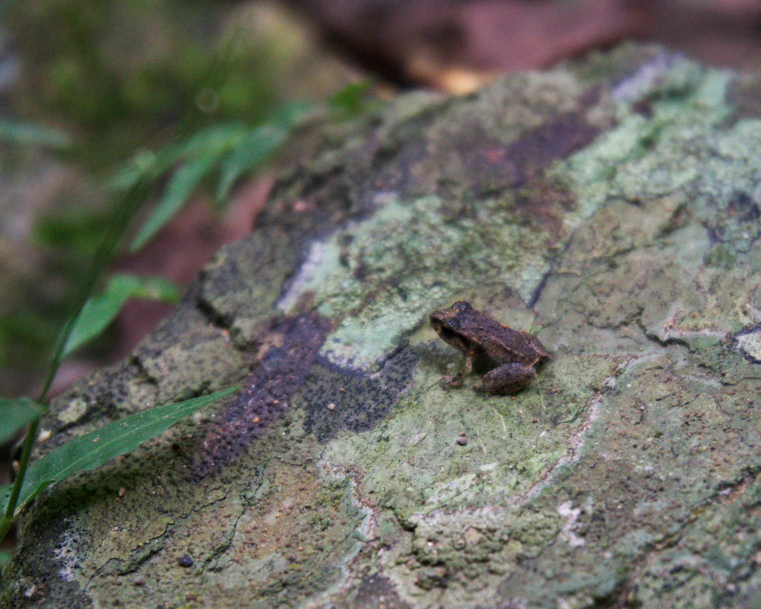 Coquí sentada en una roca cubierta de liquenes verdes y moradas