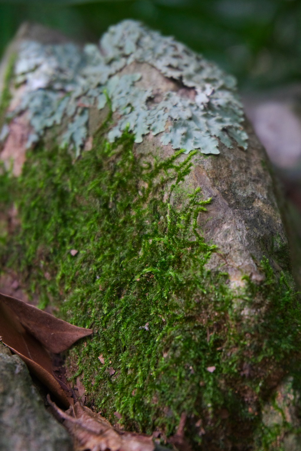 Una roca con musgo de un lado y liquenes arriba