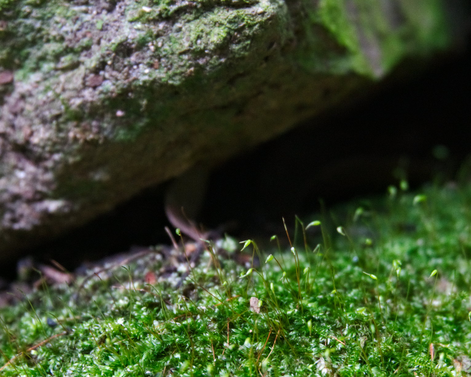 Musgo de cerca creciendo en una roca