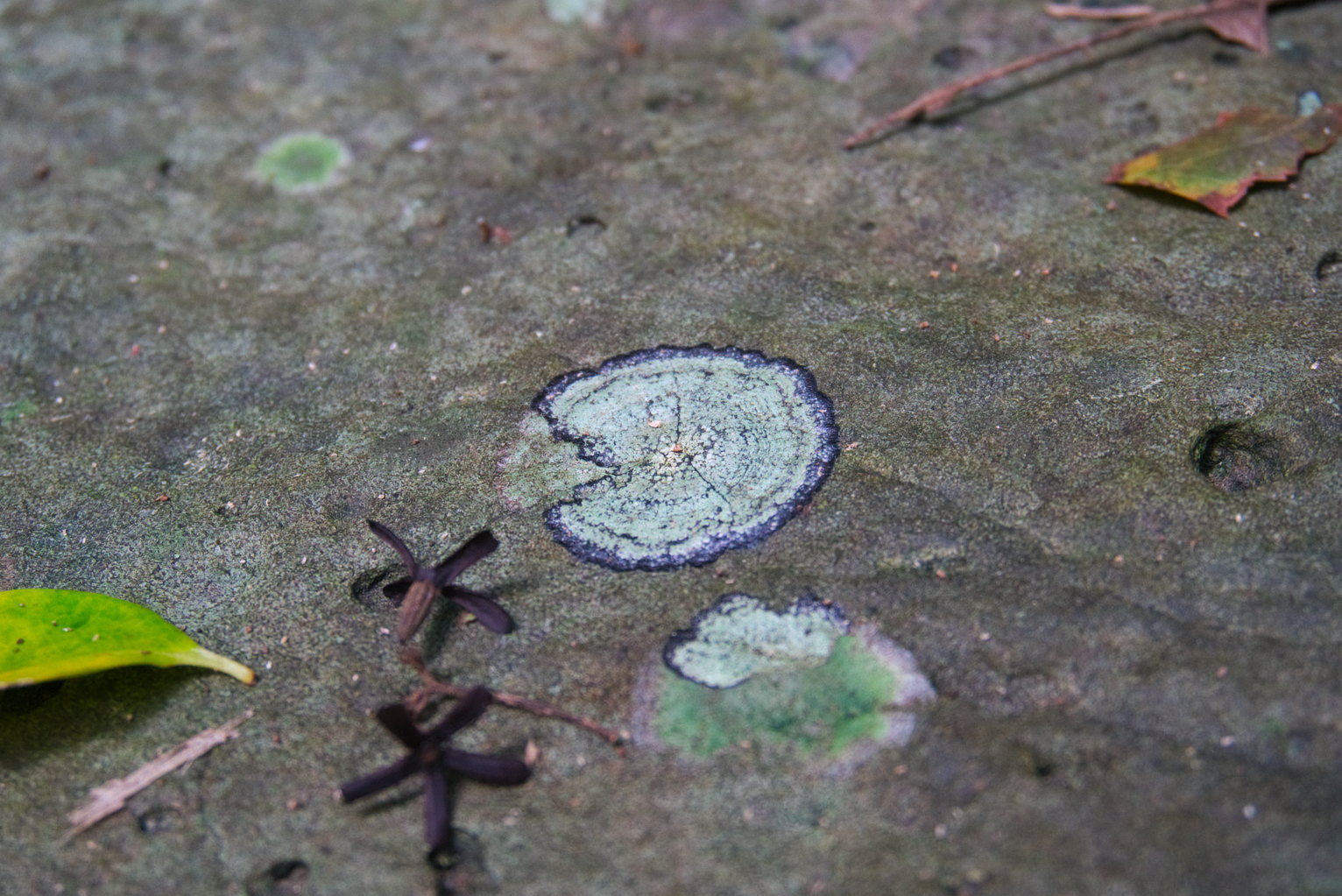 Posiblemente un liquen que crece en circulo, azul con borde morada.