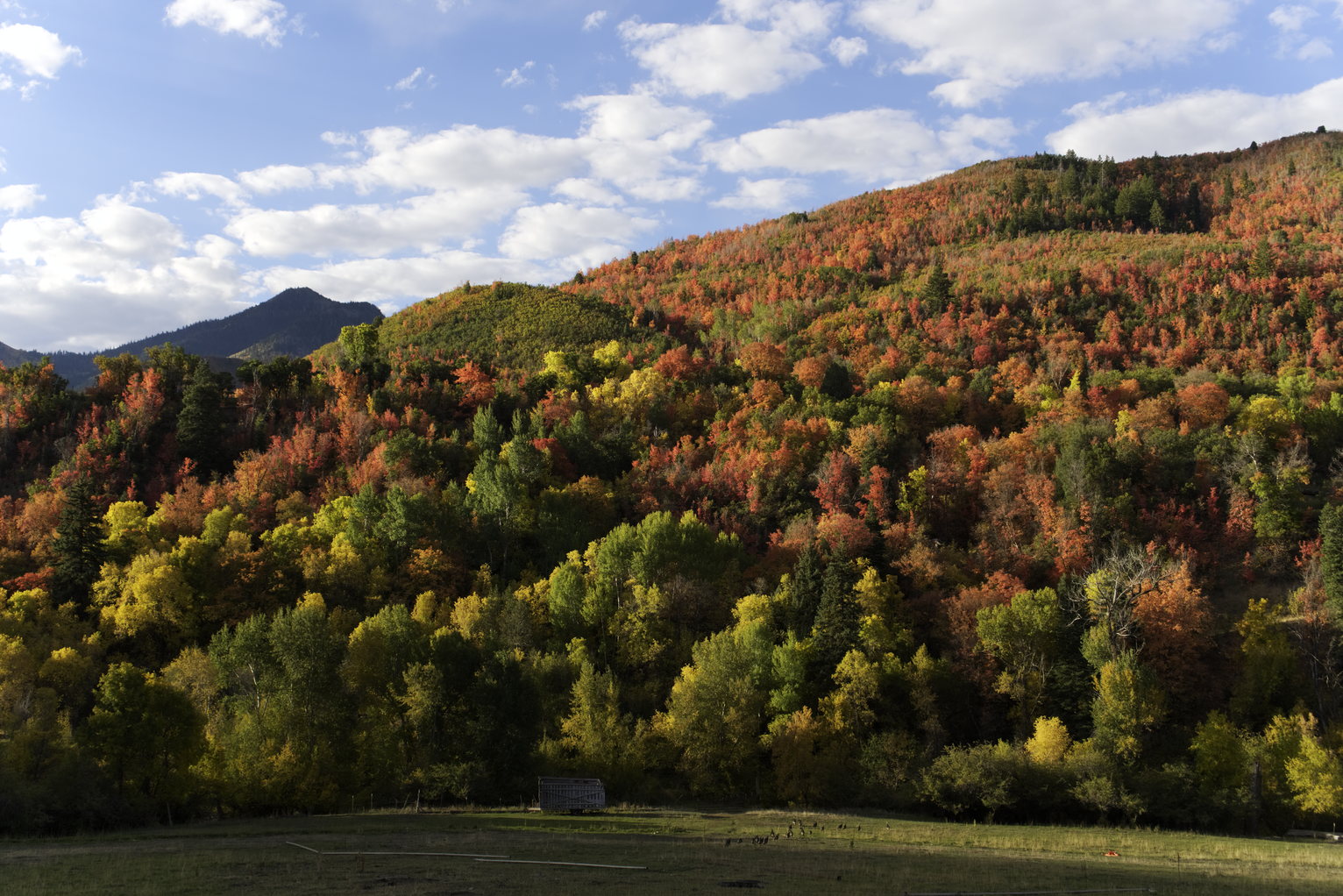 Strong morning sunlight illuminates red, yellow, and green autumnal trees on a mountainside, below in the grass far-off turkeys enter the treeline