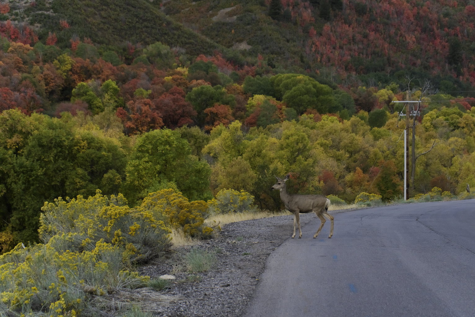 A deer crosses the road lined with blooming rubber rabbit brush and yellow, red, and green autumnal trees behind