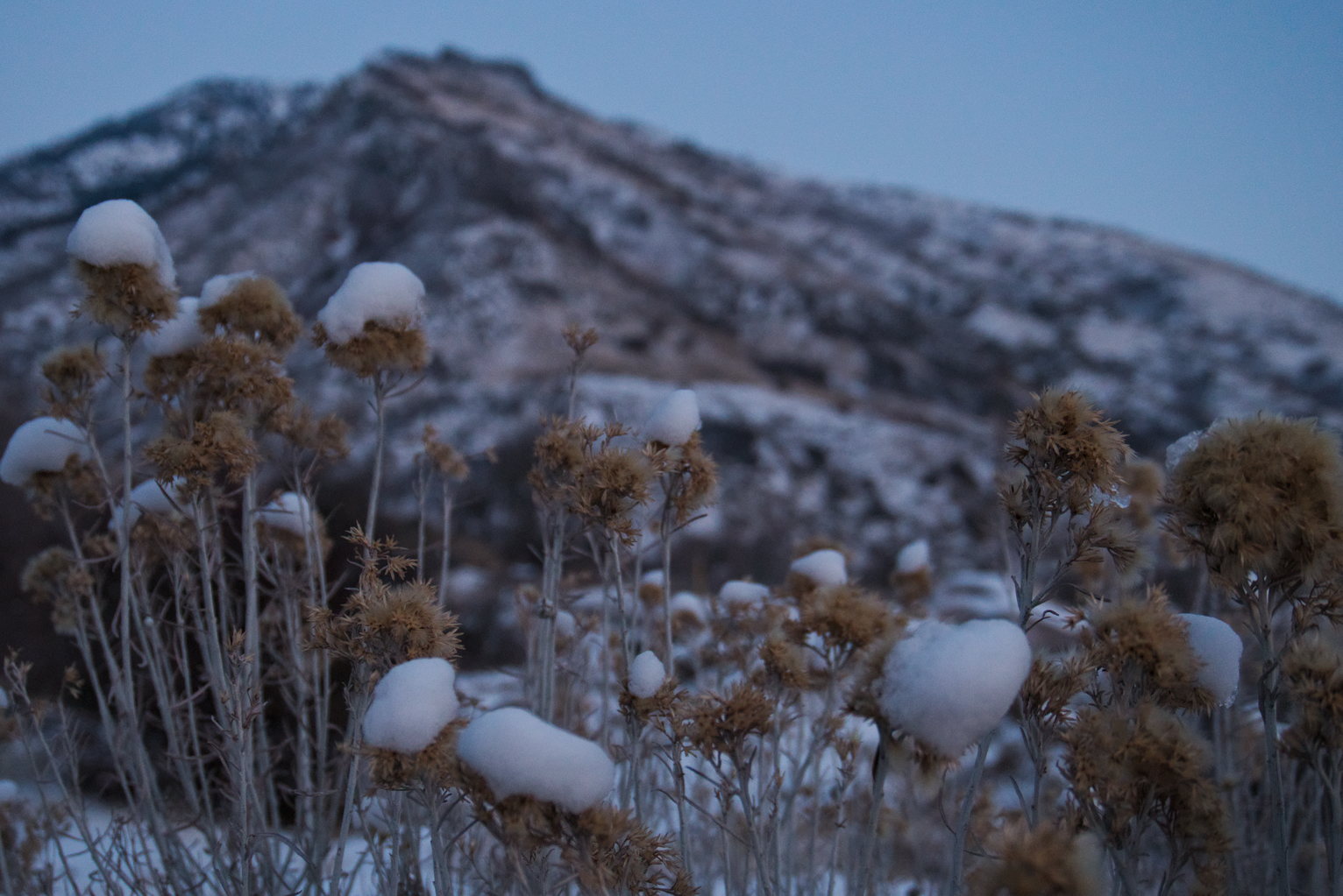 Rubber rabbitbrush topped with snow, the mountain blurry in the background