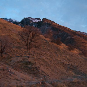 A brushy mountainside bathed in soft warm light