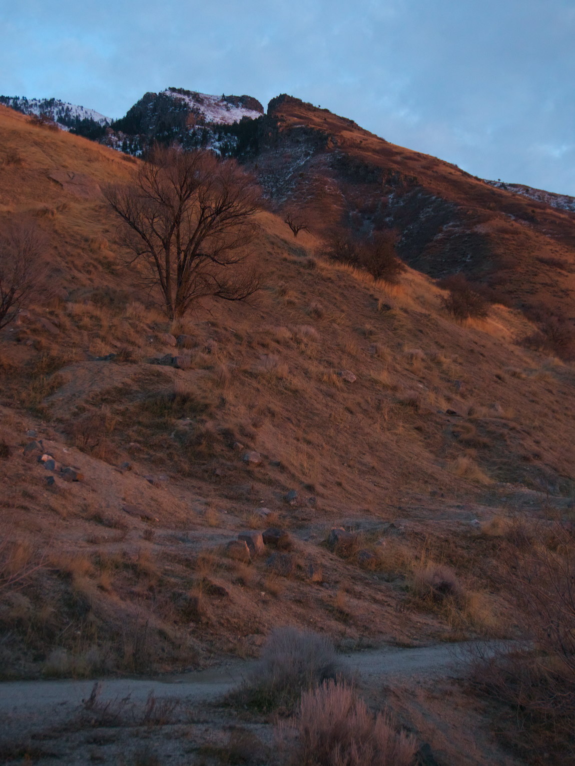 A brushy mountainside bathed in soft warm light