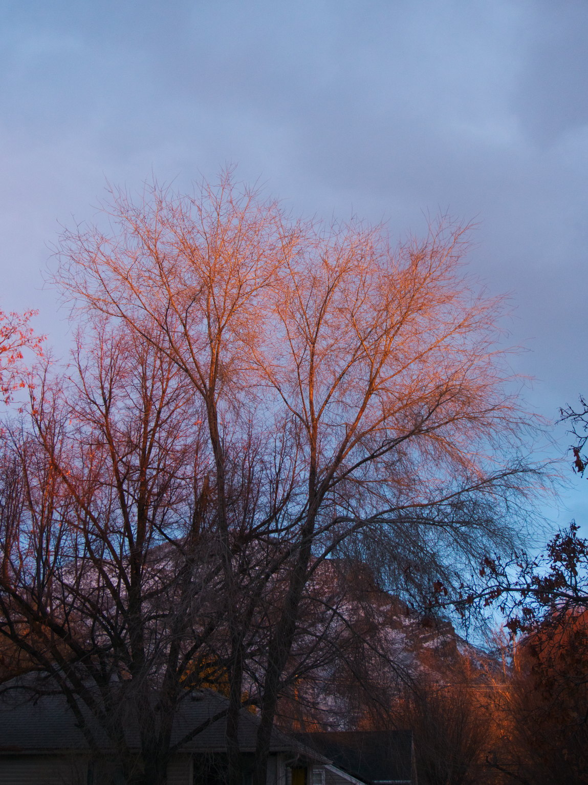 The tops of tall trees catch the last light of the sun, they seem to glow red