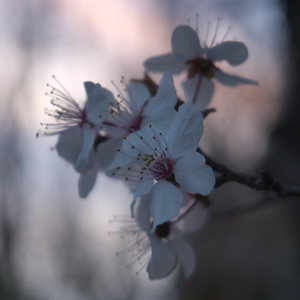 Tree blossoms up close, soft sunset sky background