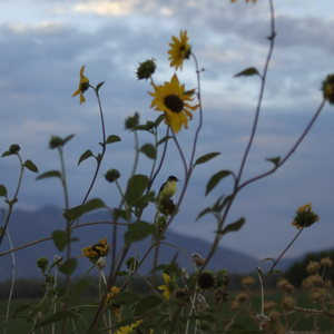A goldfinch perches on a sunflowers in a patch of sunflowers with the cloudy sky behind.