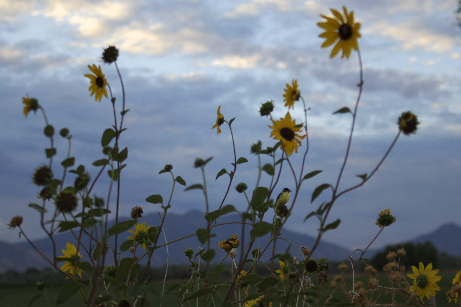 A goldfinch perches on a sunflowers in a patch of sunflowers with the cloudy sky behind.