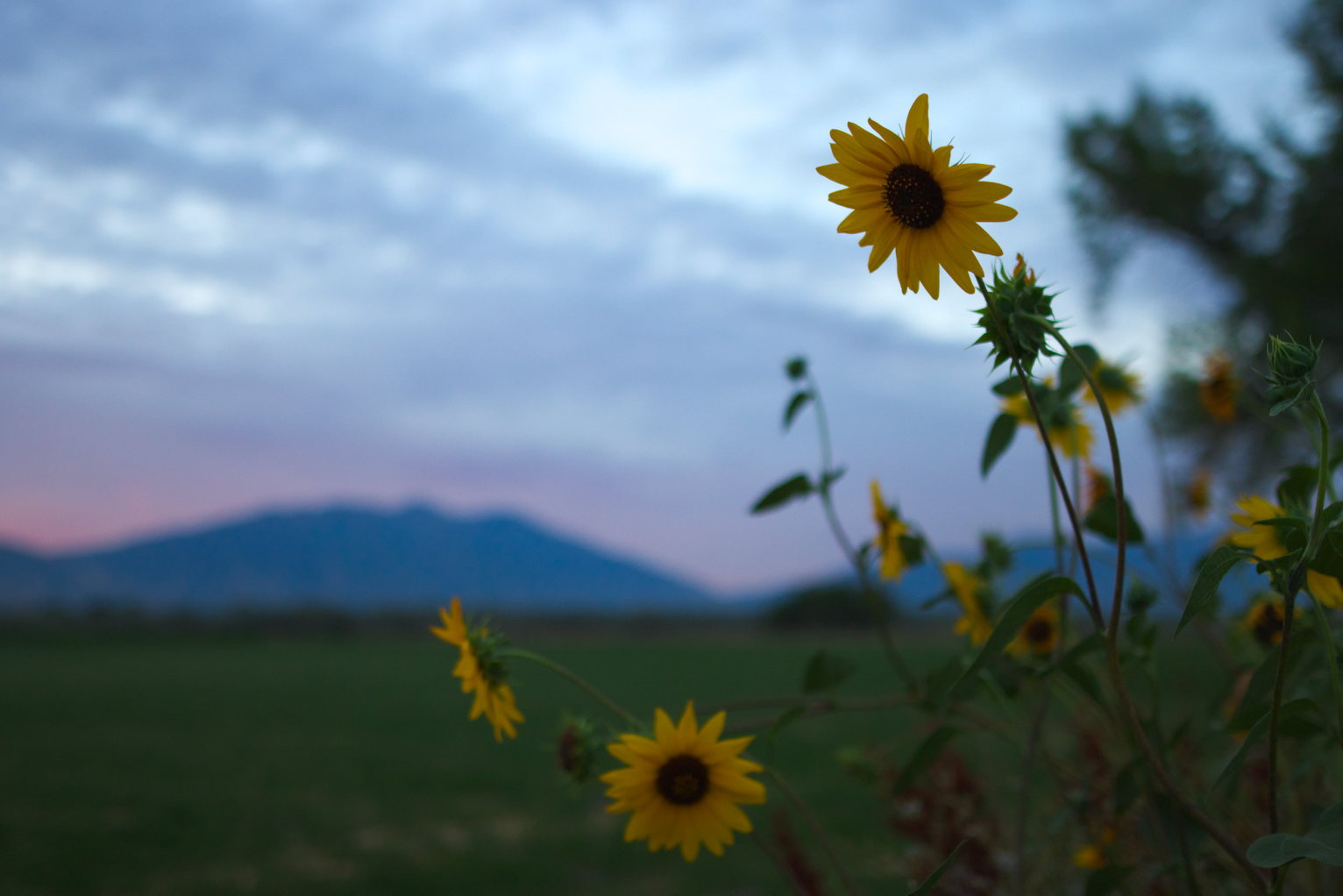 The edge of a roadside sunflower patch with green field and mountains in the distance and some clouds warmed by sunrise.