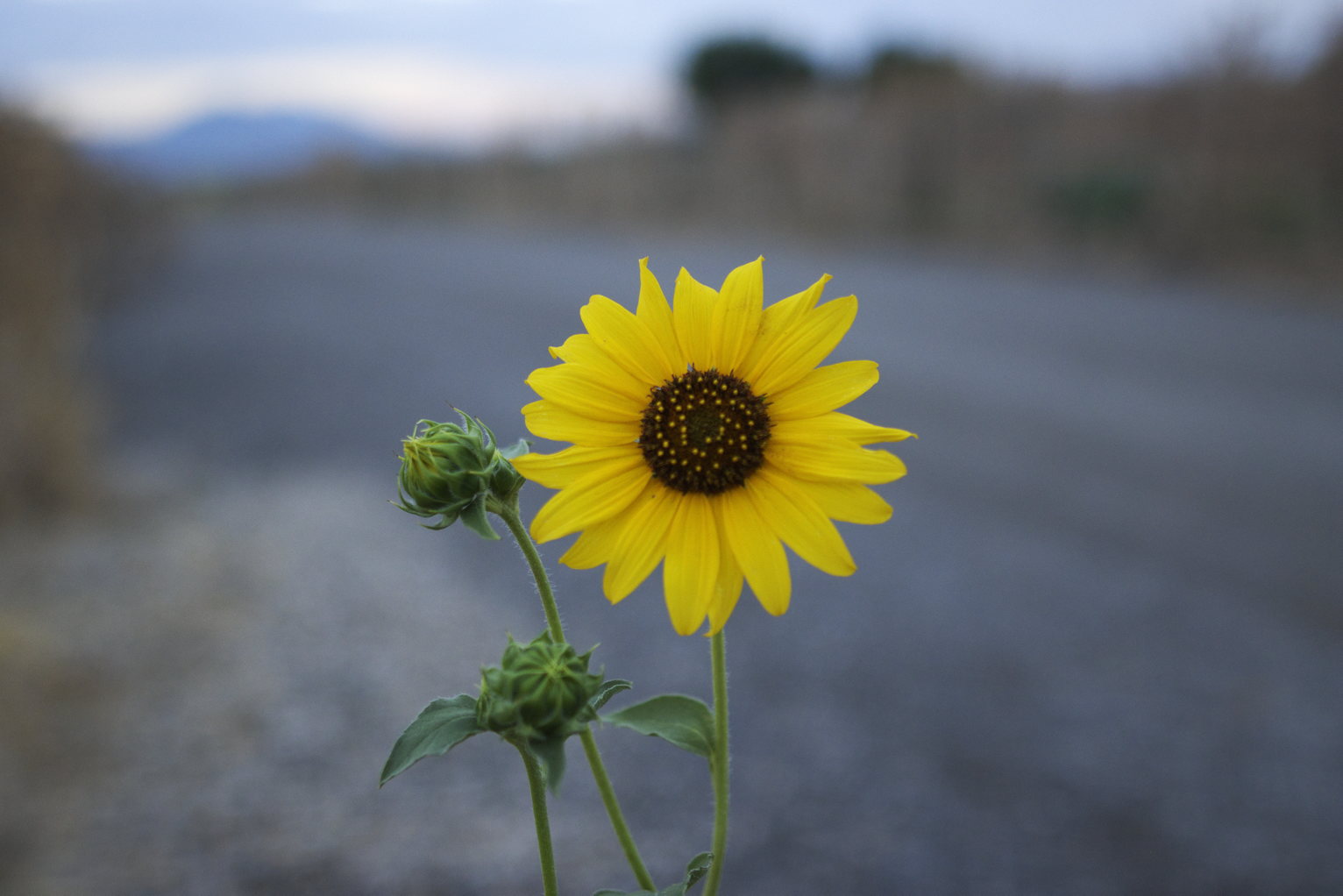 A bright sunflower head the road and brush blurry behind.