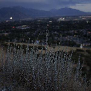 On the path side some mugwort with the town and mountains in dusk behind.