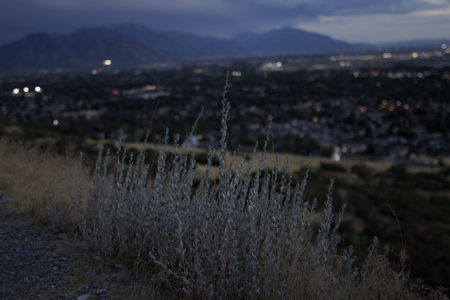 On the path side some mugwort with the town and mountains in dusk behind.