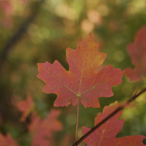 A vibrant red maple leaf backlit against a blurry background with other maple leaves, green leaves, and branches