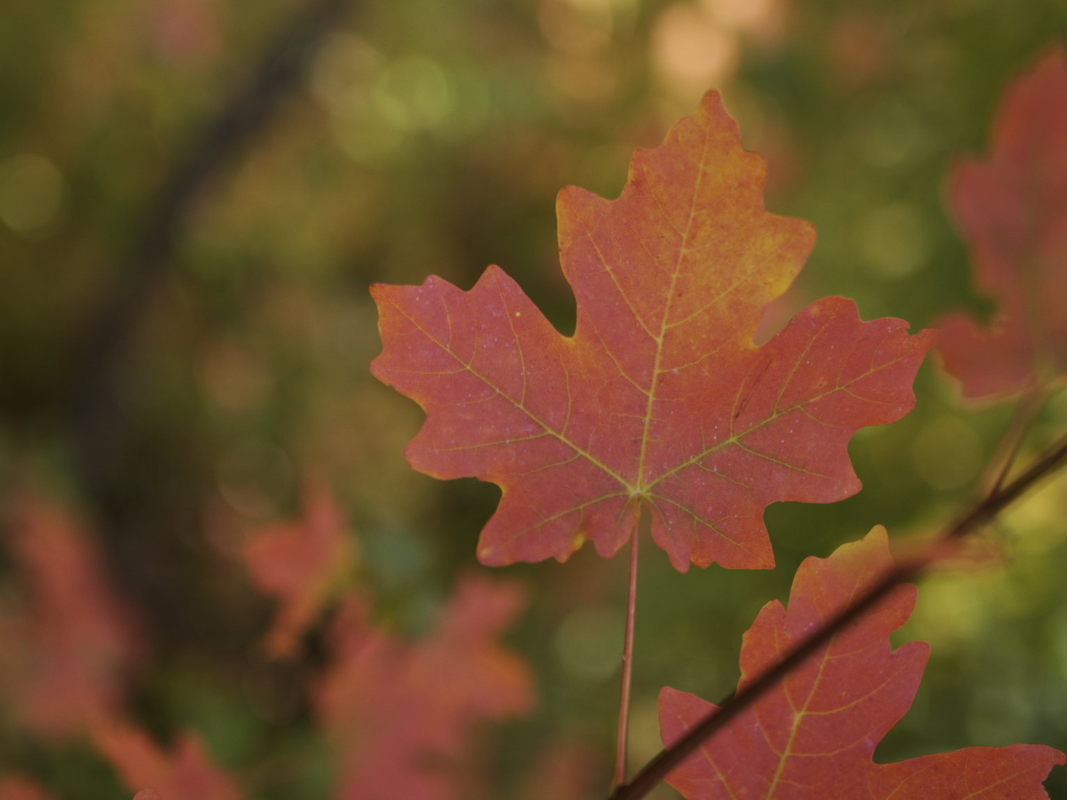 A vibrant red maple leaf backlit against a blurry background with other maple leaves, green leaves, and branches