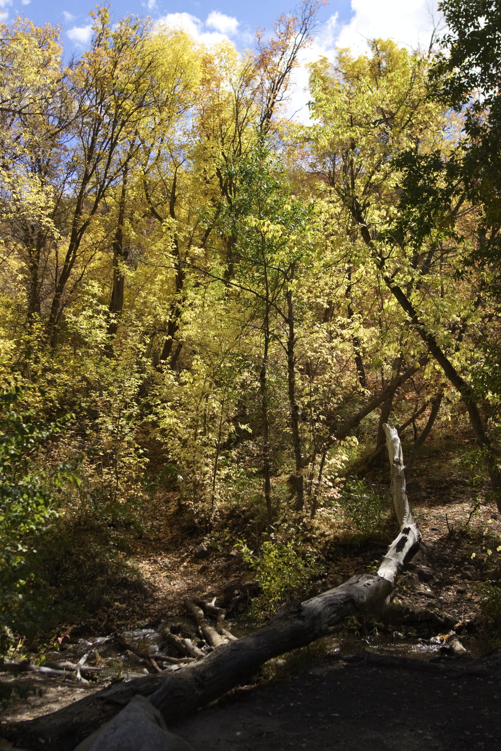 Autumn forest scene with golden yellow trees and a fallen log across a stream under blue sky