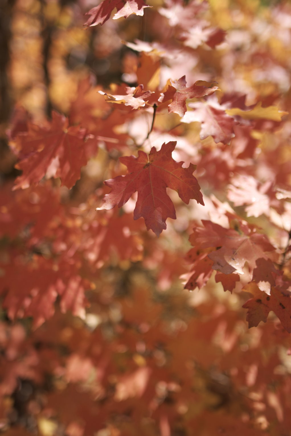 Bright red maple leaves on branches with soft focus leaves in the background