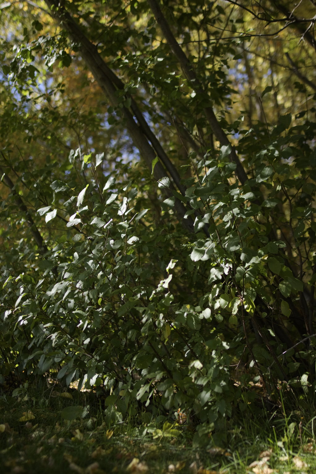 Dappled sunlight on green undergrowth in a forest