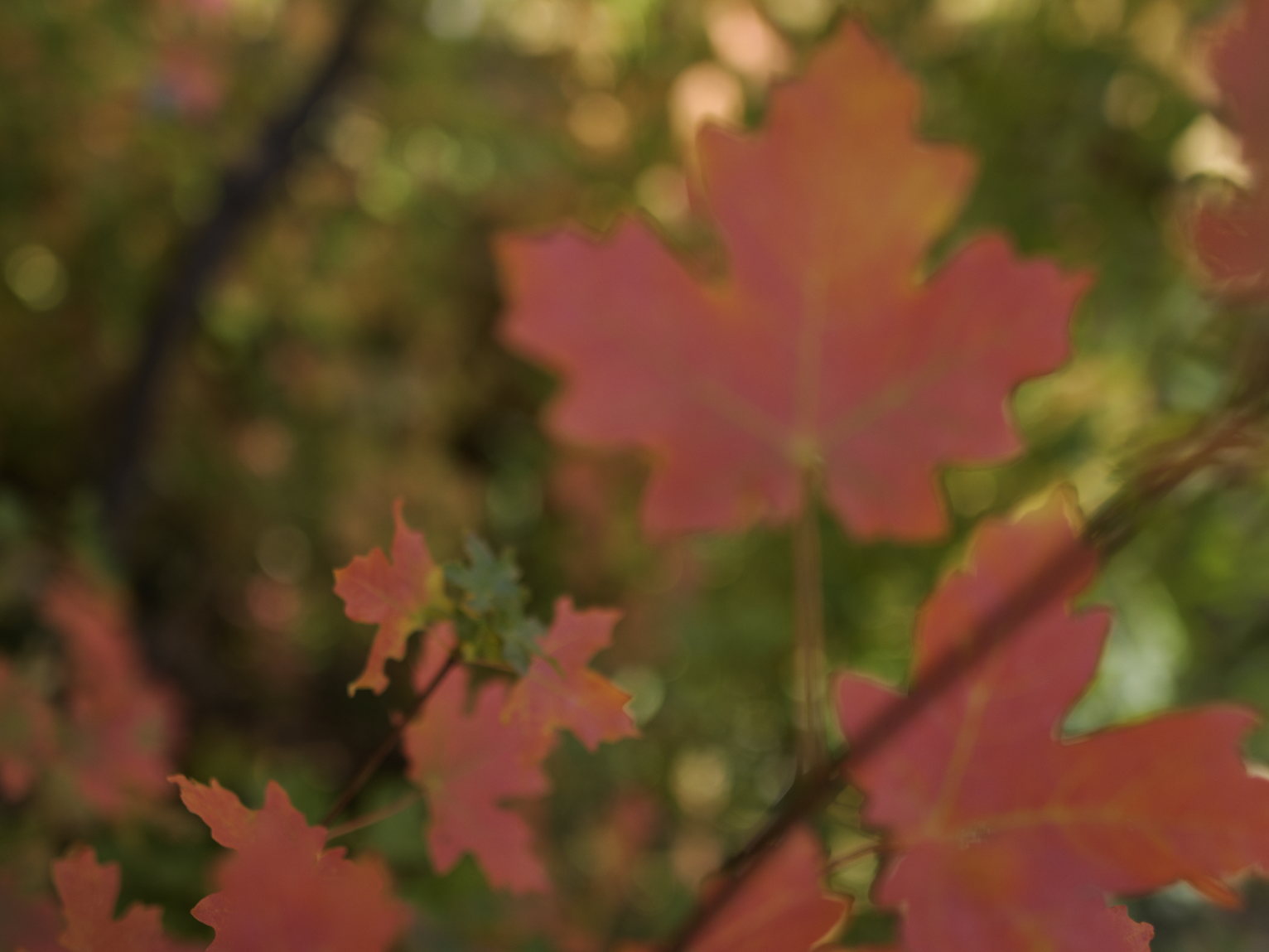 Out-of-focus red maple leaves floating among green foliage