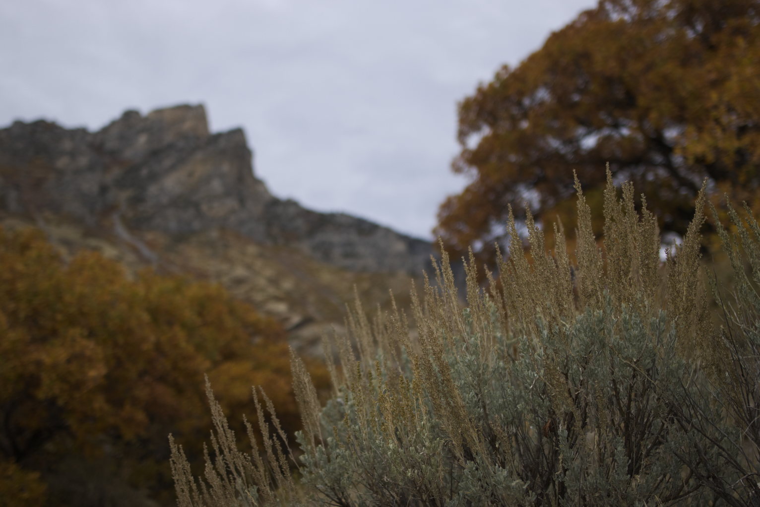 Sagebrush with seeds in focus in the foreground with oak trees in their autumn colors and rocky mountains blurred in the background under a cloudy sky