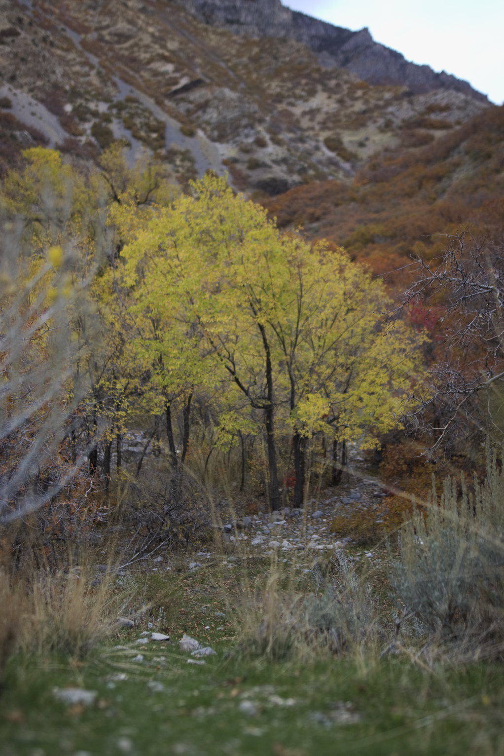 Yellow-leafed trees in a canyon with rusty oaks covering the surrounding slopes, with a creek bed and scattered stones visible