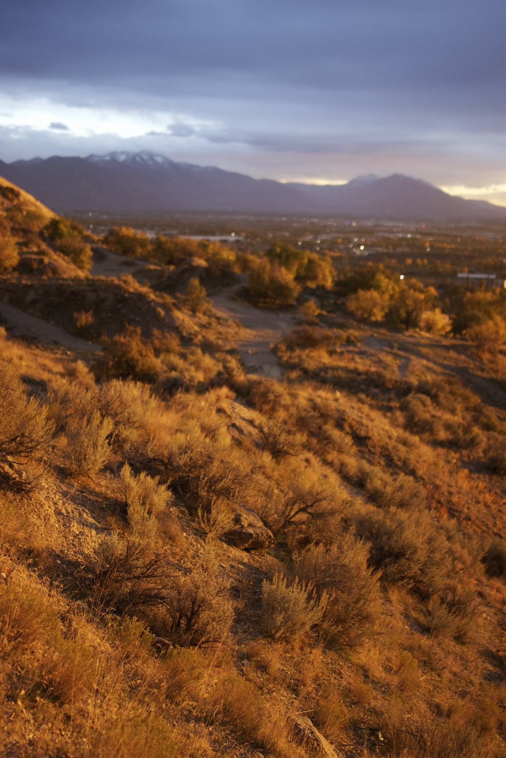 Golden-lit desert brush and trees on a mountainside at sunset with mountains in the distance under dark clouds