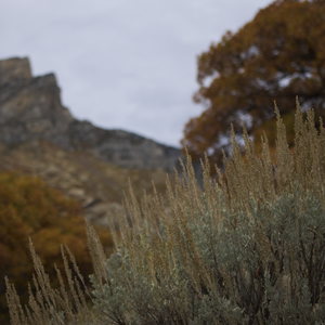 Desert brush in focus with oak trees and mountains blurred in the background