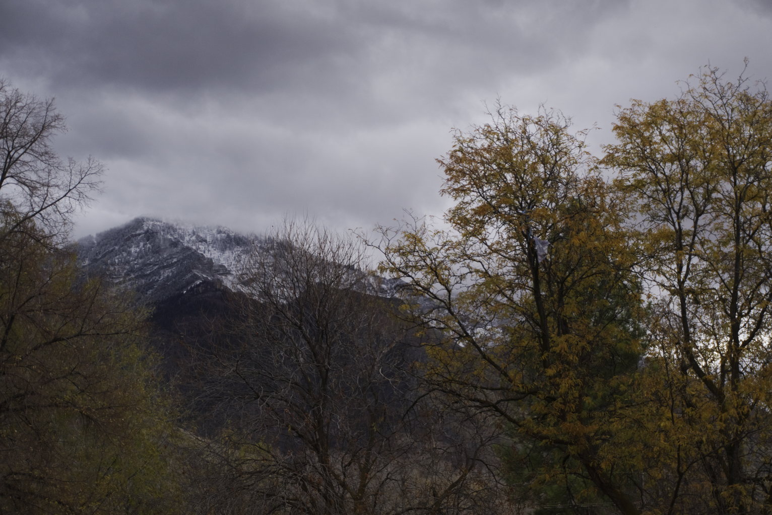 The snowy mountain top visible behind tree tops still with some leaves, overcast skies