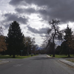 A cyclist riding on a tree-lined street with morning light filtering through the branches