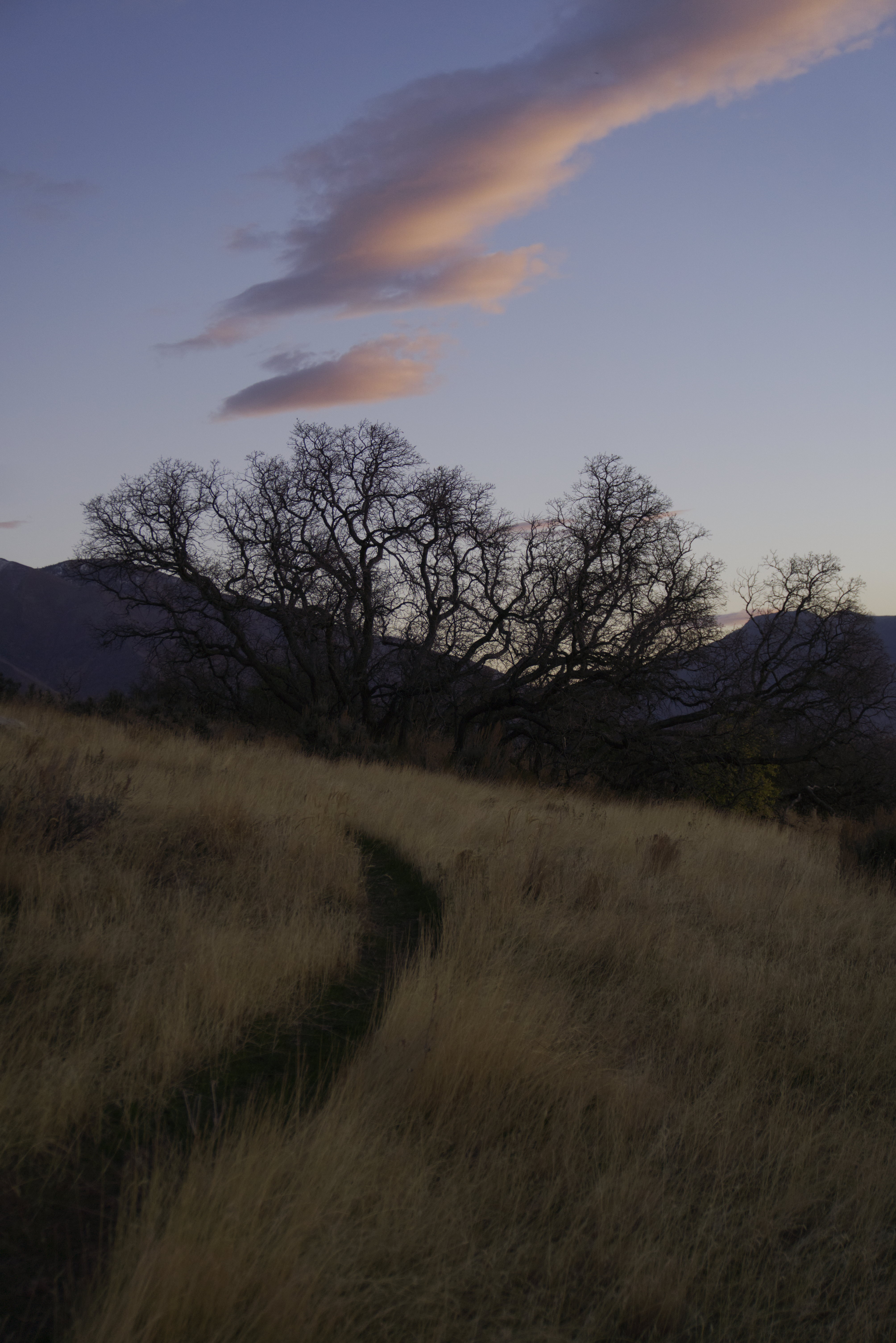 A worn path through tall dry golden grass with bare silhouetted trees against a twilight sky painted with pink and orange wispy clouds