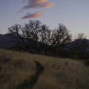 A path through dry golden grass with bare silhouetted trees against a twilight sky with pink wispy clouds