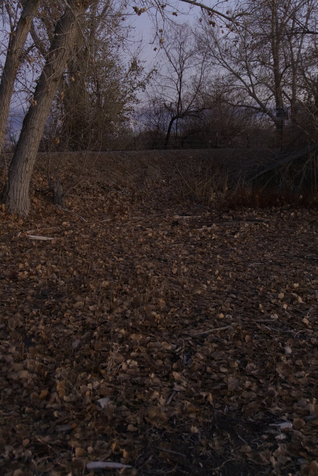 Dirt path through bare winter trees with fallen leaves covering the ground at dusk