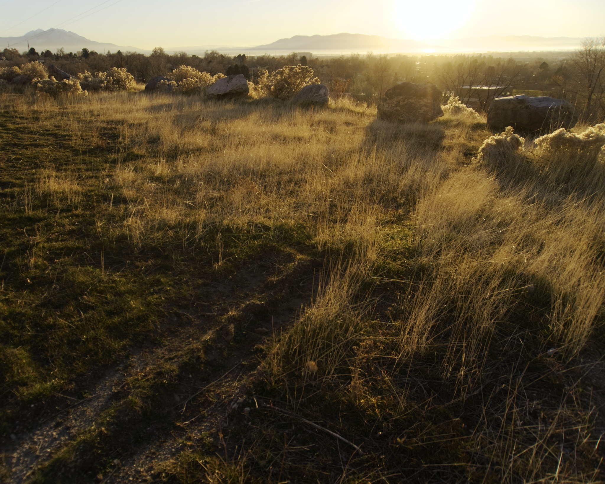 Dry yellow grasses on a slope with some backlit brush and the sun setting high in the frame