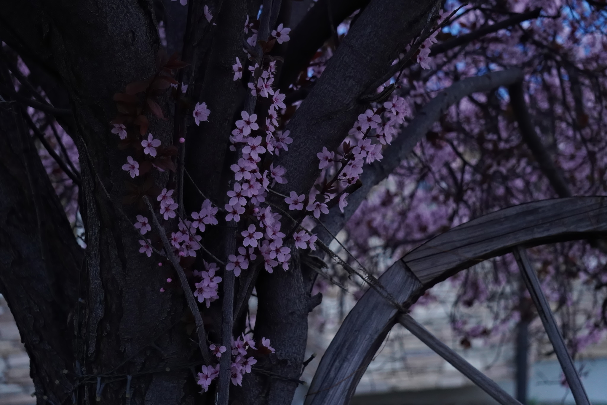 Light pink cherry-plum blossoms near the dark trunk of a cherry plum tree with the top part of an old cart wheel near the trunk