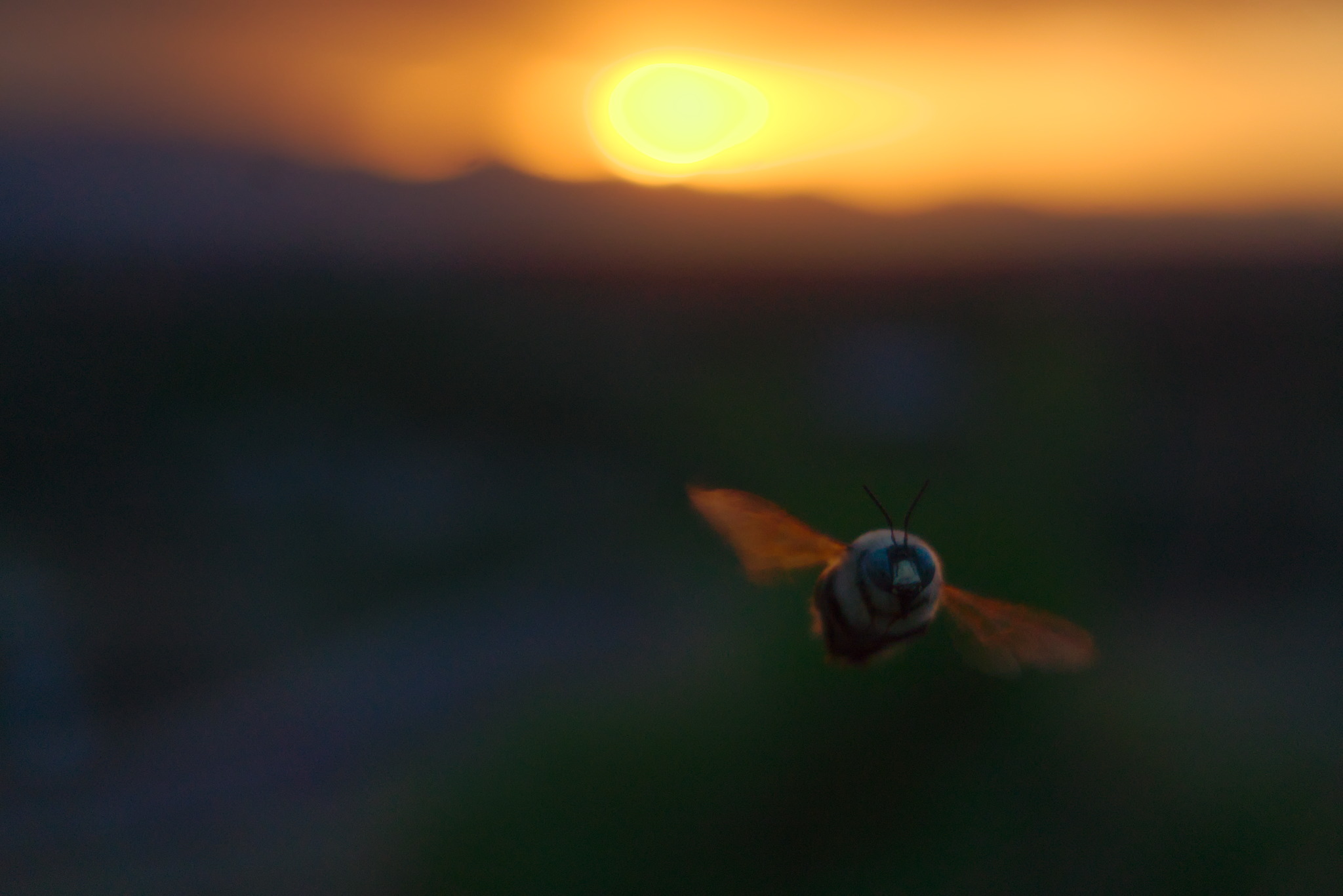 A bee middair and facing the camera, wings catching sunset light contrasting with the shaded blurry landscape, orange sky above a distant mountainline