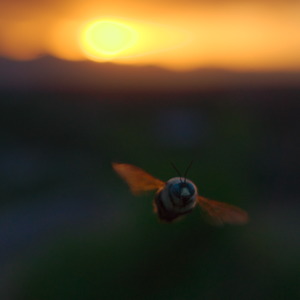 A bee middair and facing the camera, wings catching sunset light contrasting with the shaded blurry landscape, orange sky above a distant mountainline