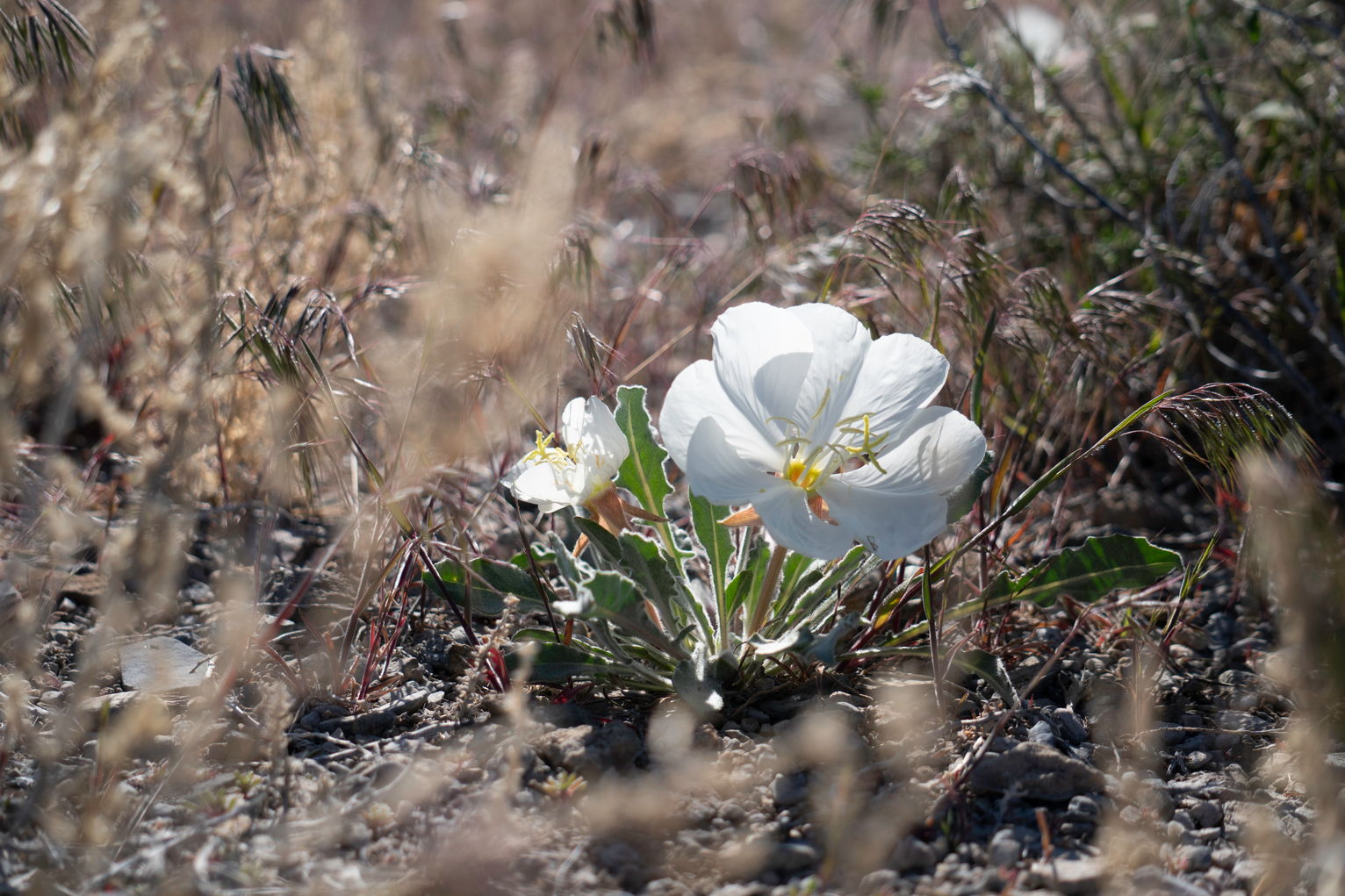 A little tuft of two white Evening Primrose flowers nestled in little desert grasses and such