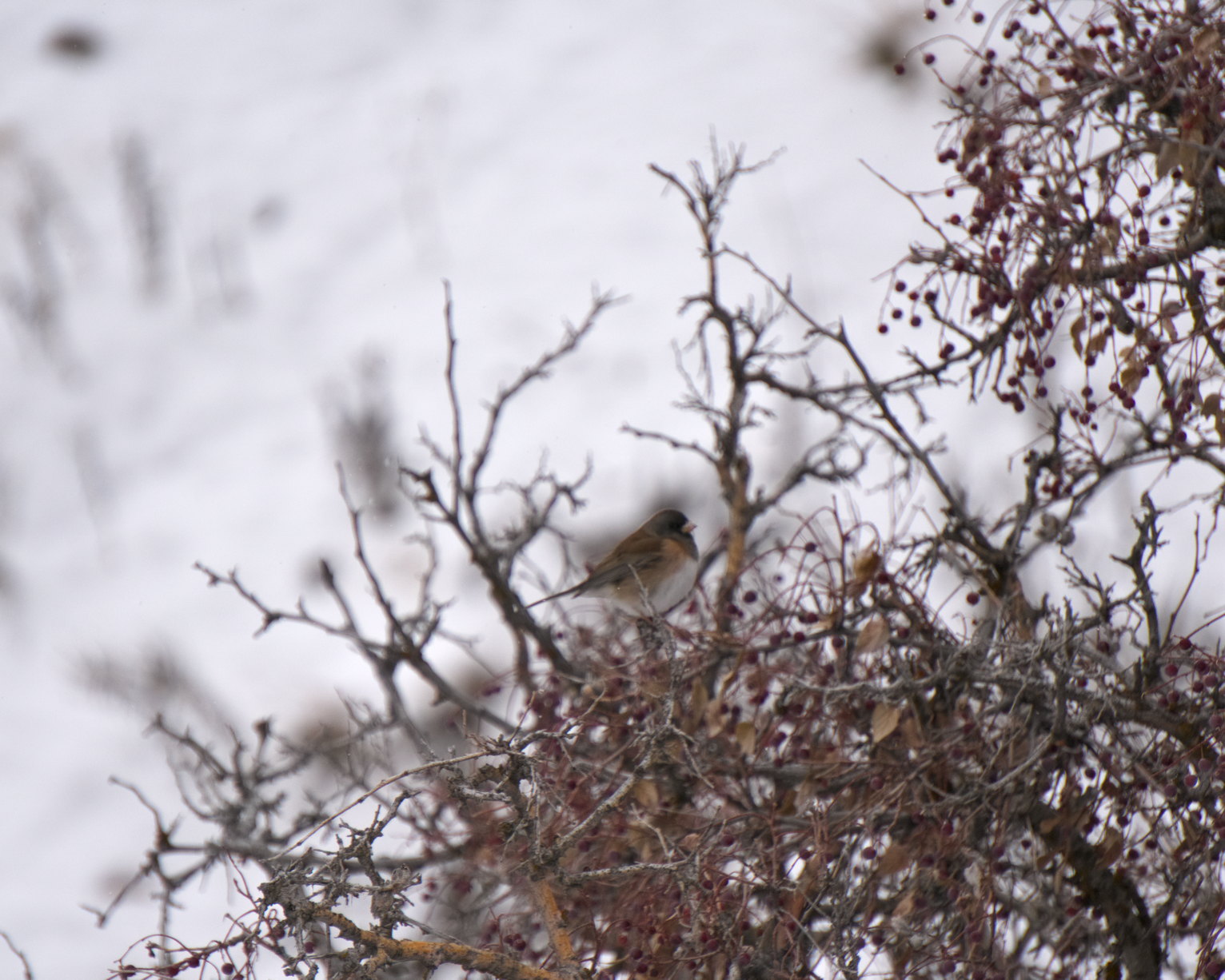 A junco in sumac, snow in the background