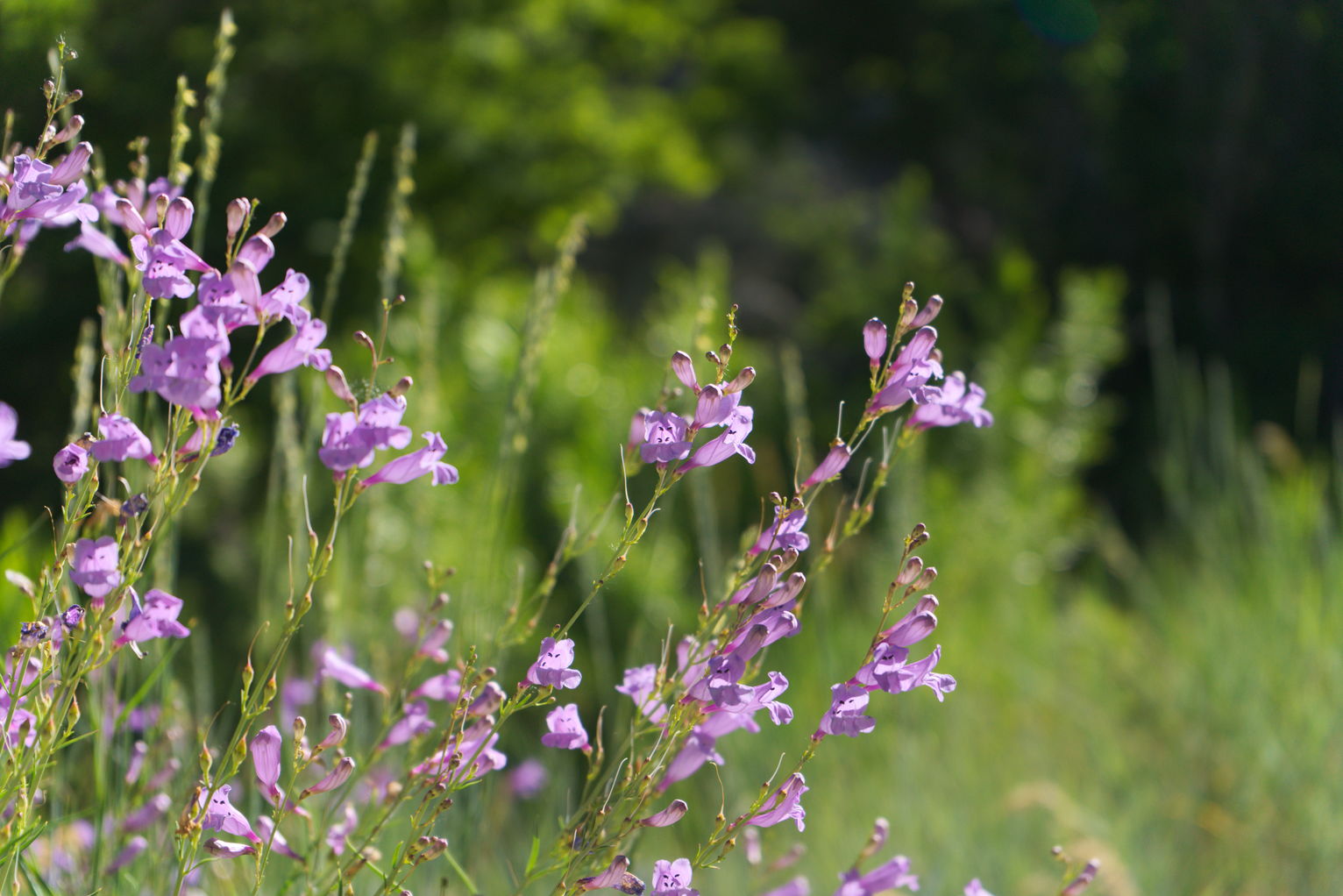 Purple penstemon on the pathside