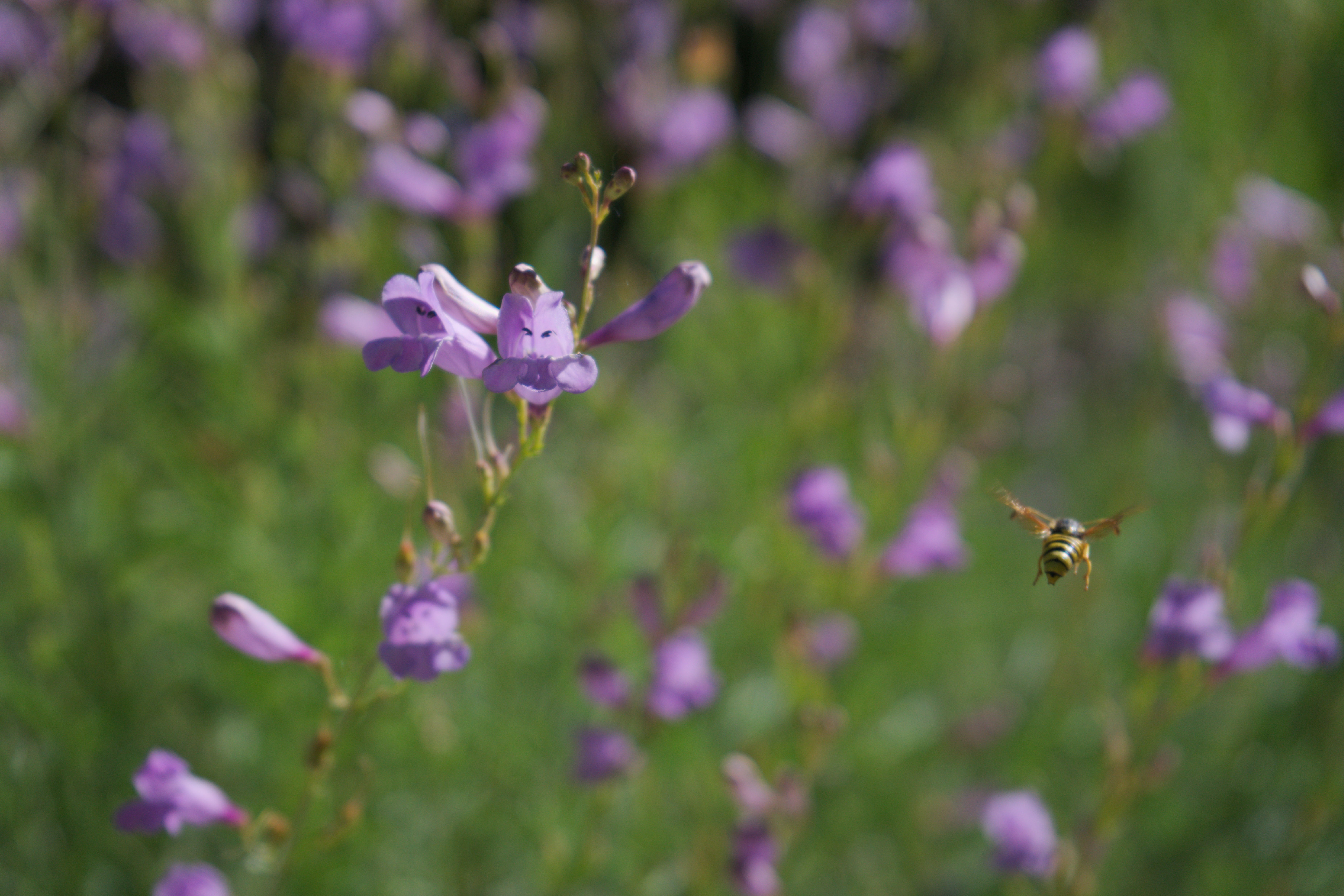 A wasp buzzes away from a penstemon flower