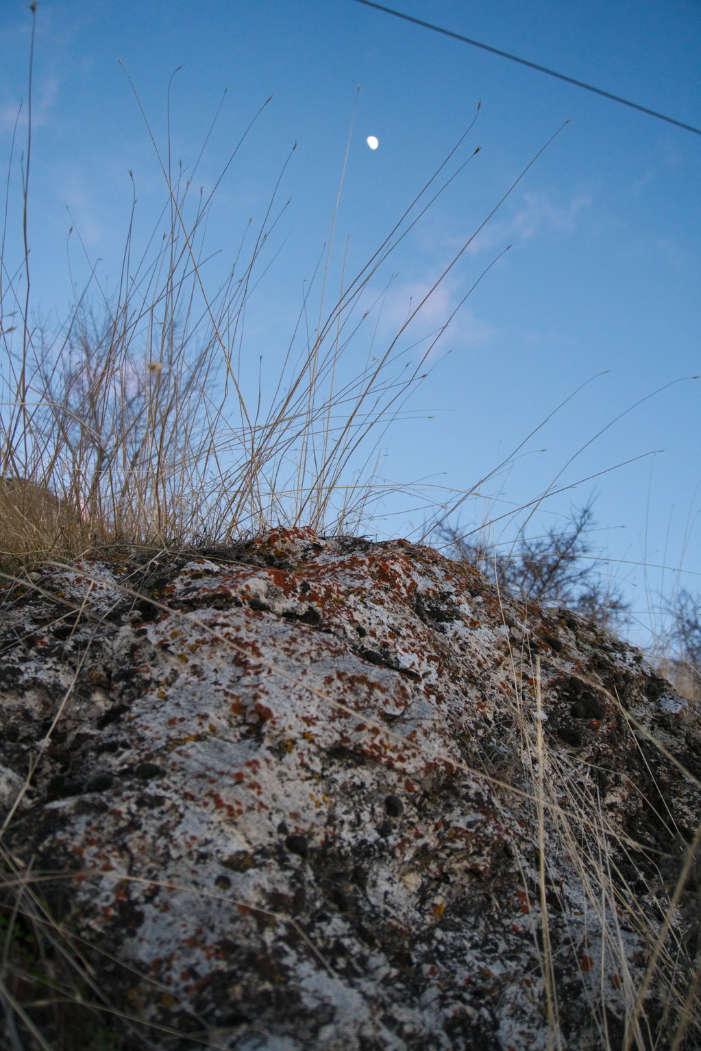 An orange and black lichen speckled light grey rock with dry grasses sticking out, the sky above with the waxing moon in it.