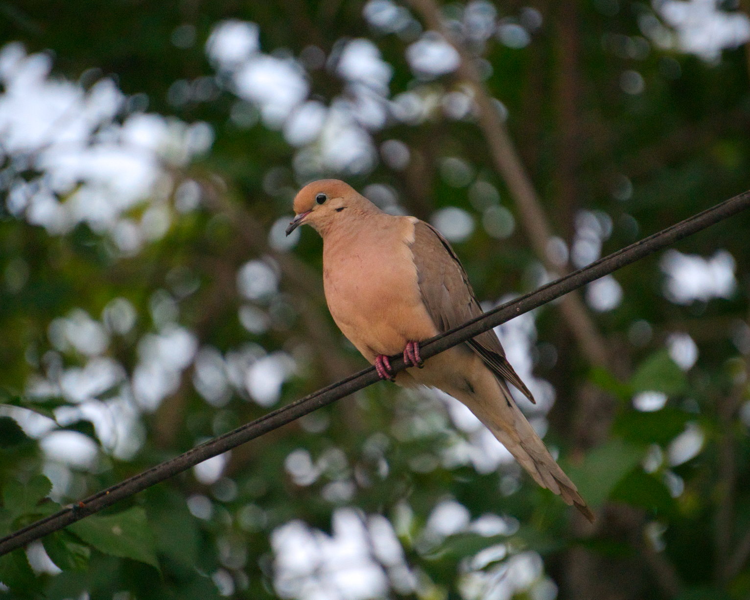 A pinkish pigeon with a blue eye ring sits on a wire, in the background blurry leaves