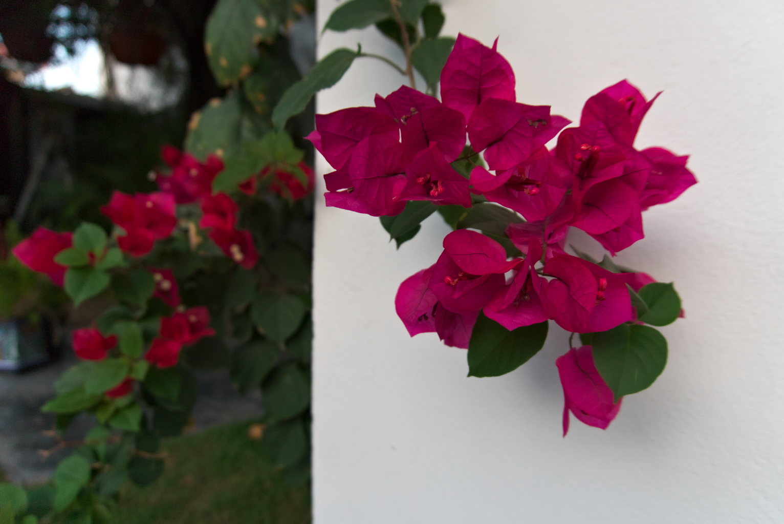 Bugambilia flowers in contrast against a white wall