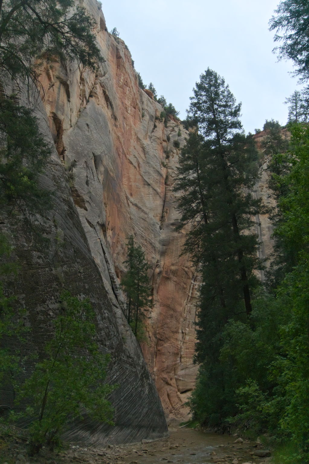 Various textured rock walls, tall trees