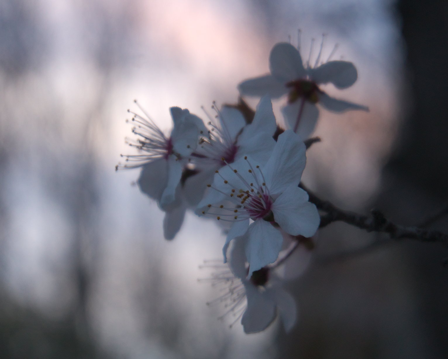 Tree blossoms up close, soft sunset sky background