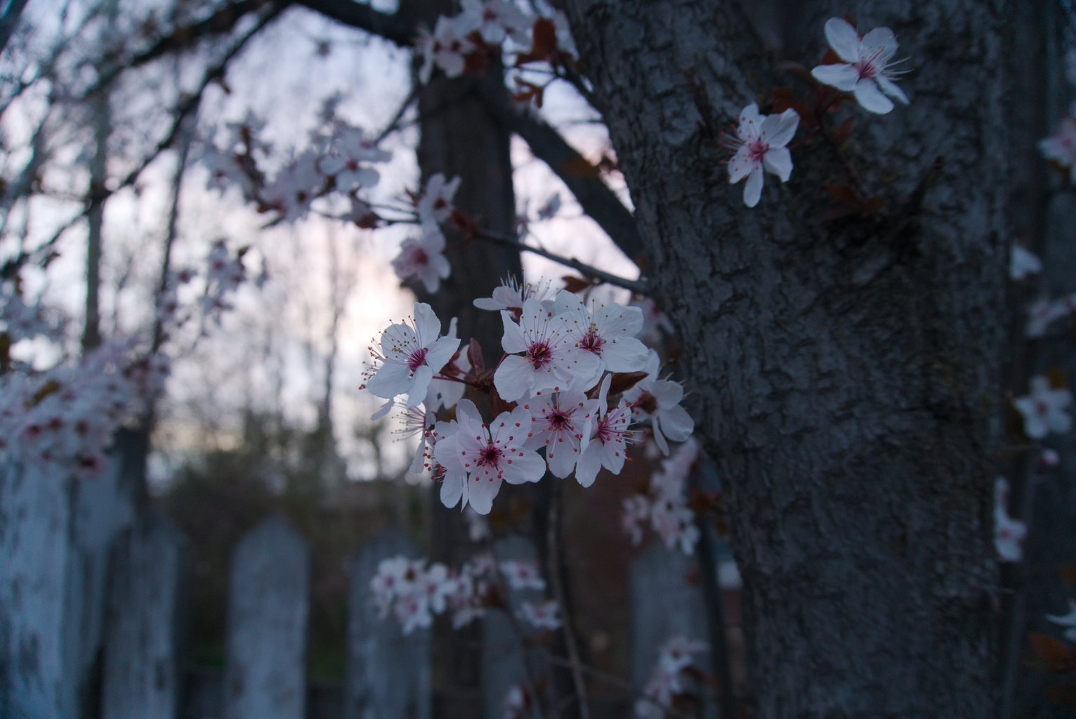 Tree blossoms, a dark trunk, fence posts, some soft sunset sky in the background