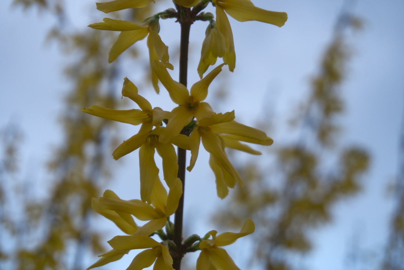Forsythia blossoms up close against the blank white sky