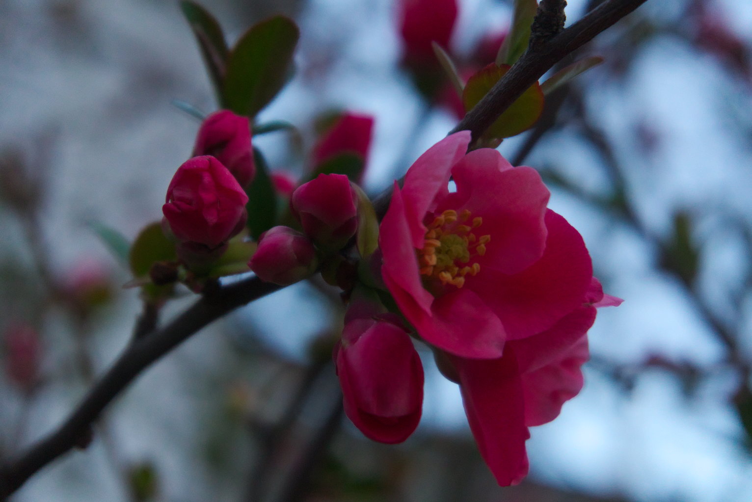 Red blossom up close on a branch, some blue sky behind